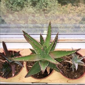 Meet your Posher, Camille